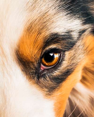 Die Augen Deines Hundes-Beitrag-Bild