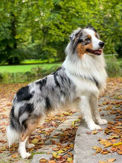 Australian Shepherd Freunde/innen-Beitrag-Bild