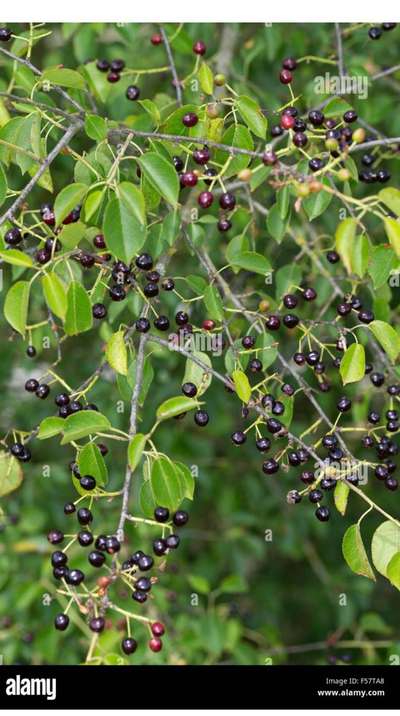 Dunkle Beeren-Beitrag-Bild