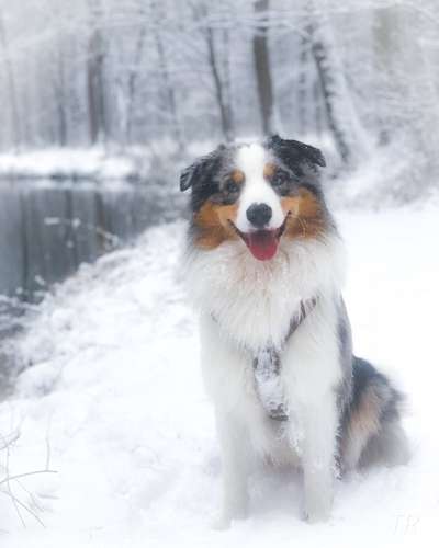 Die Dogorama Kalender Challenge Teil 2/4-Beitrag-Bild