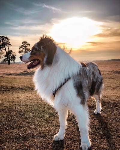 Die Dogorama Kalender Challenge 4/4-Beitrag-Bild