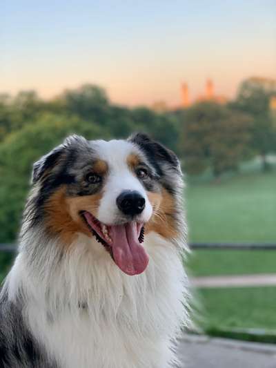 Die Dogorama Kalender Challenge Titelbild-Beitrag-Bild