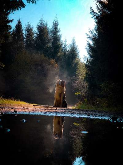 Die Dogorama Kalender Challenge Teil 1/4-Beitrag-Bild