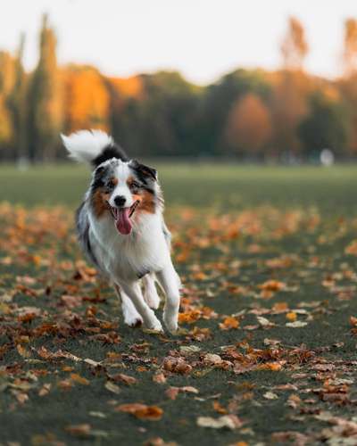 Herbst Bilder-Beitrag-Bild