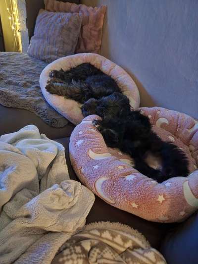 Hundetreffen-Gen im mein Garten der ist komplett geschlossen so das die kleinen nicht weg laufen können. Oder wo-Bild