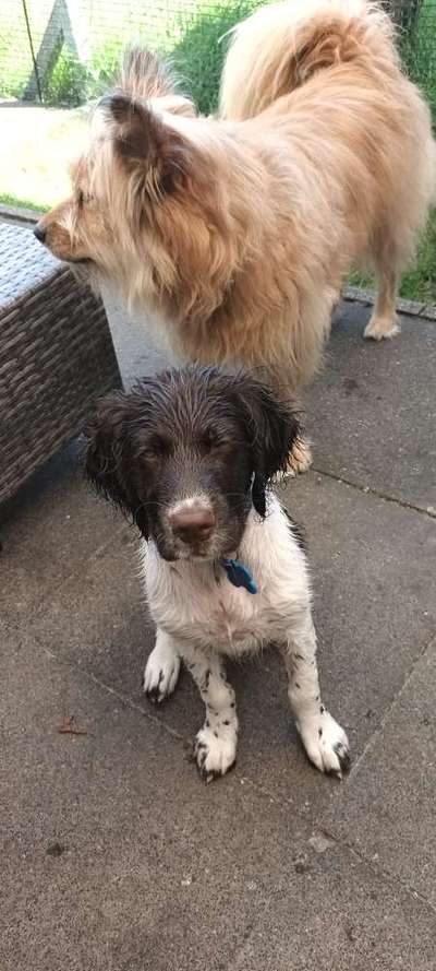 Hundetreffen-Treffen in Gladbeck-Bild