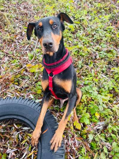 Dackelblick-Beitrag-Bild