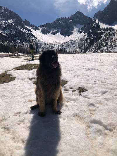 Leonberger in Bayern-Beitrag-Bild