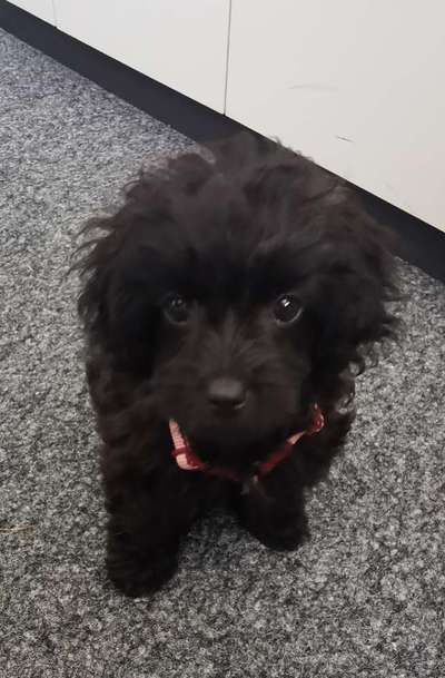 Hundetreffen-Maltipoo Welpen Mädchen sucht kleine Freundin-Bild
