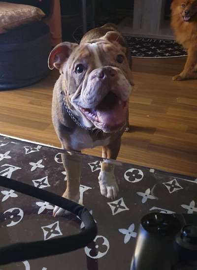Olde English Bulldogge-Beitrag-Bild