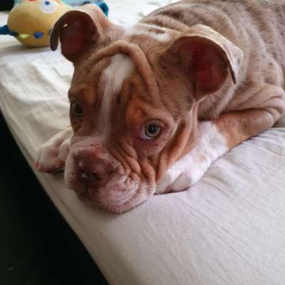 Olde English Bulldogge-Beitrag-Bild