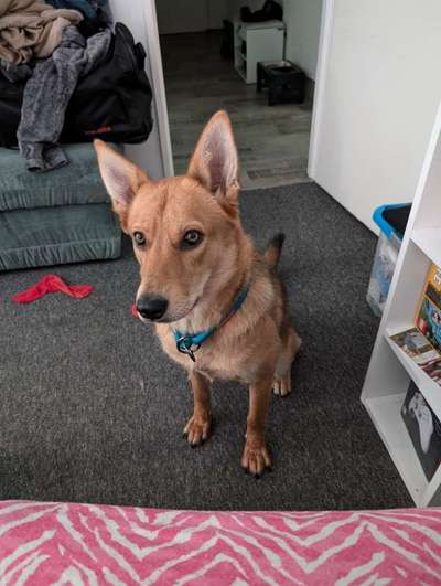 Unsere Fellnasen-Vielfalt im Überblick!-Beitrag-Bild