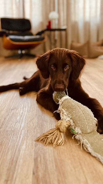 25. Farben Fotochallenge ,,Bernstein"-Beitrag-Bild