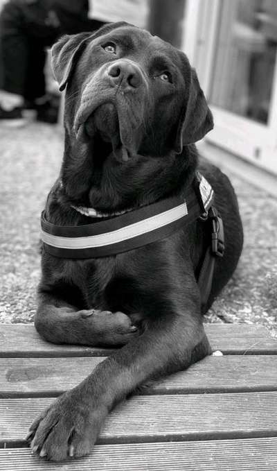 Foto's und Hundemodels-Beitrag-Bild