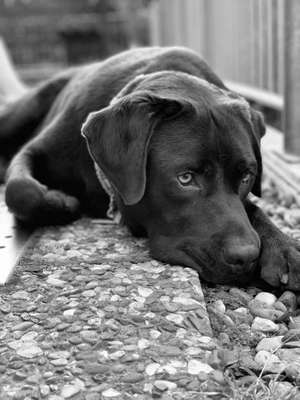 Foto's und Hundemodels-Beitrag-Bild