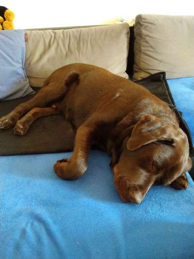 Labradorfans-Beitrag-Bild