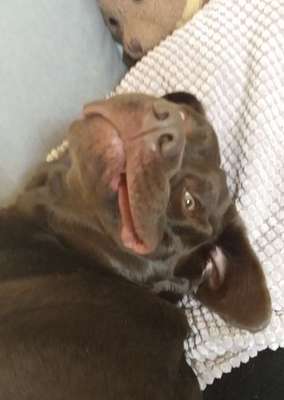 Foto's und Hundemodels-Beitrag-Bild