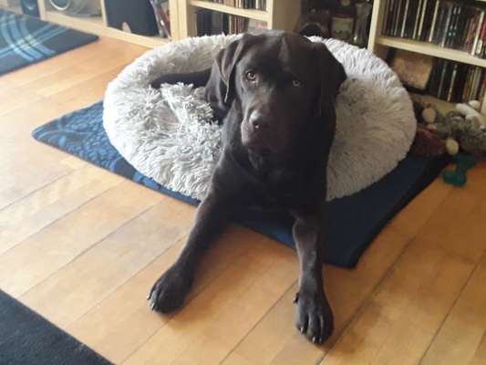 Labradorfans-Beitrag-Bild