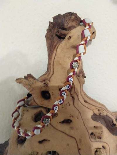 Zeckenstich - Tierarzt nötig?-Beitrag-Bild