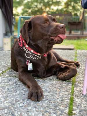 Foto's und Hundemodels-Beitrag-Bild