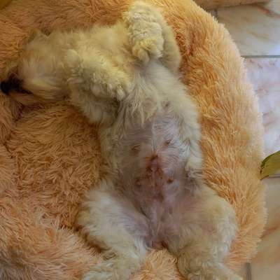 Hundetreffen-Spielgruppe kleinere Hunde-Bild