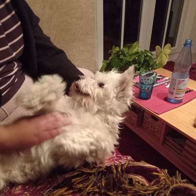 Hundetreffen-Spielgruppe kleinere Hunde-Bild