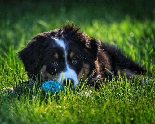 Die Dogorama Kalender Challenge 4/4-Beitrag-Bild