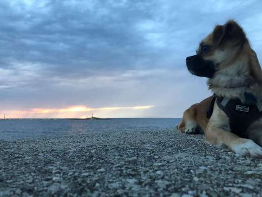 Mit Hund im Urlaub.-Beitrag-Bild