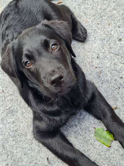 Labradorfans-Beitrag-Bild