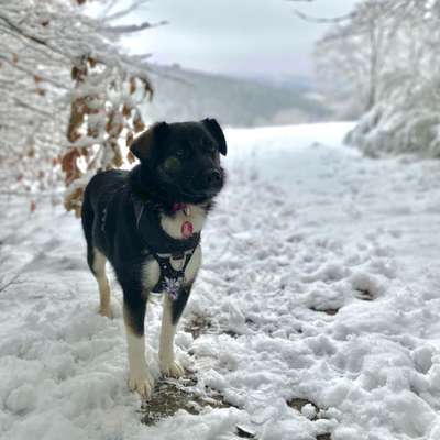 Hundetreffen-Spieldates oder Social Walks 🐾-Bild