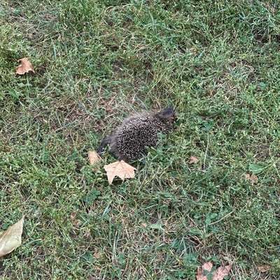 Giftköder-Toter Igel-Bild