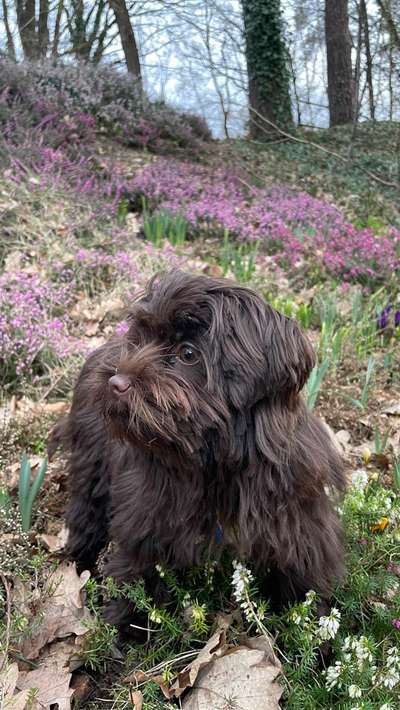 Hundetreffen-Spielen und/oder Spazierengehen-Bild