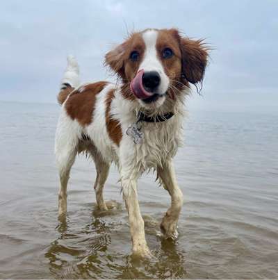 Hundetreffen-Spielkameraden gesucht-Bild