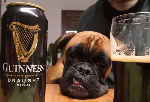 Deutsche Boxer-Beitrag-Bild