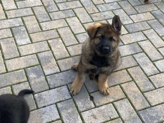 Welpen Bilder !-Beitrag-Bild