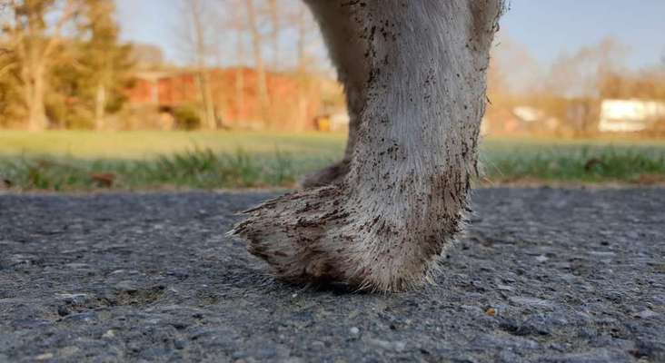 Krallen schneiden-Beitrag-Bild