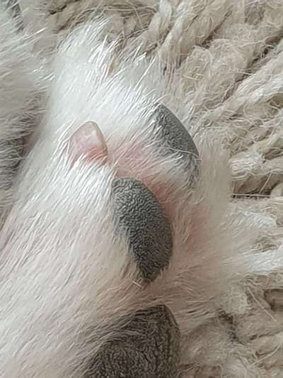 Krallen schneiden-Beitrag-Bild