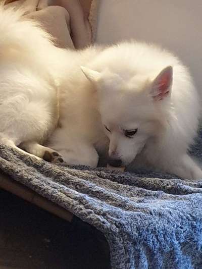 Darf ich das überhaupt...? Übergewicht Hund-Beitrag-Bild