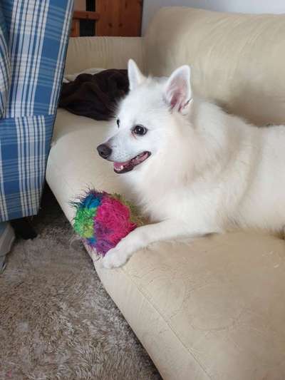 Hat euer(e) Hund(e) Lieblingsspielzeug, das er/sie seit Jahren hat ?-Beitrag-Bild