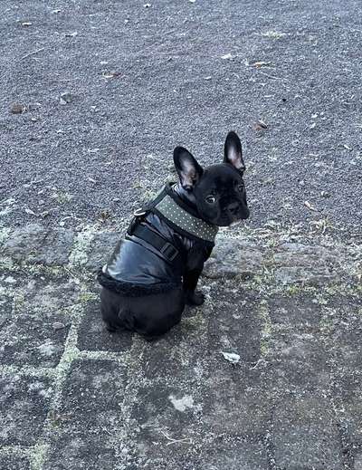 Welpen Bilder !-Beitrag-Bild