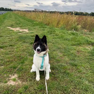 American Akita-Beitrag-Bild
