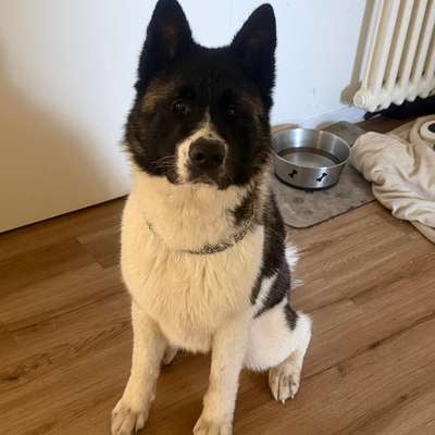 Hundetreffen-Hunde treffen zum spielen-Bild