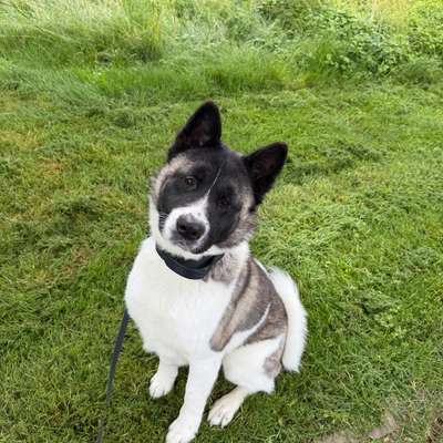 Hundetreffen-Hunde treffen  gesucht-Bild