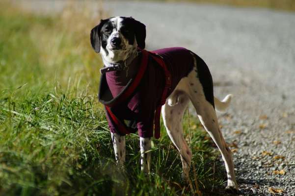 Hundetreffen-Social-Walk und Spielen-Bild