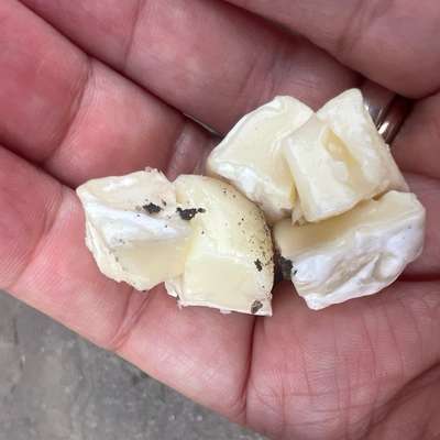 Giftköder-Vermutlich Giftköder: Weichkäse-Würfel-Bild