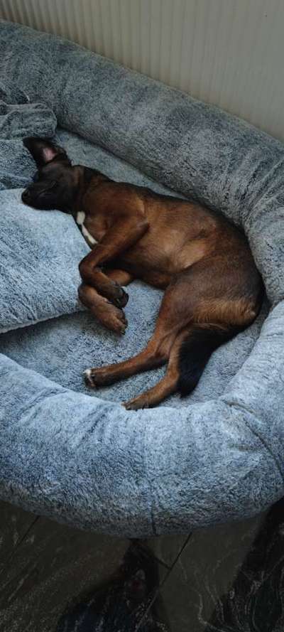 Bracke und Bracke-Mix nicht jagdlich geführt-Beitrag-Bild