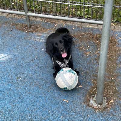 Hundetreffen-Spielen und Spazieren-Bild