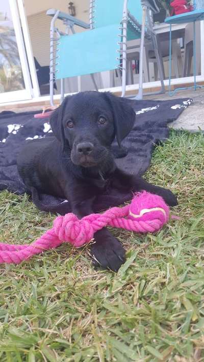 Welpen Bilder !-Beitrag-Bild