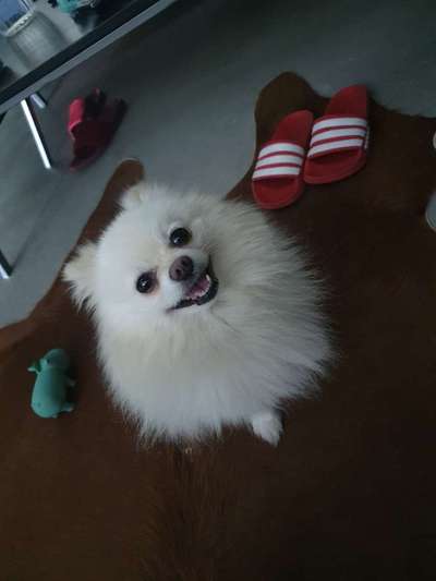 Dogorama Photo Challenge - Portrait-Beitrag-Bild