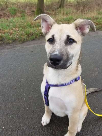 Welpen Bilder !-Beitrag-Bild